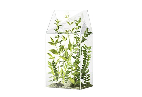 Kräuter in Glasbehälter